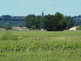 Le Vignoble - Culture bio