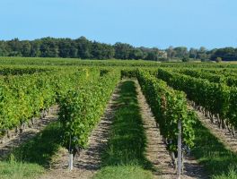 Vignoble Château de Lussan